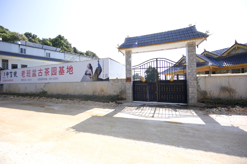 中吉號(hào)老班盆古茶園基地 中吉號(hào)老班盆古茶園基地
