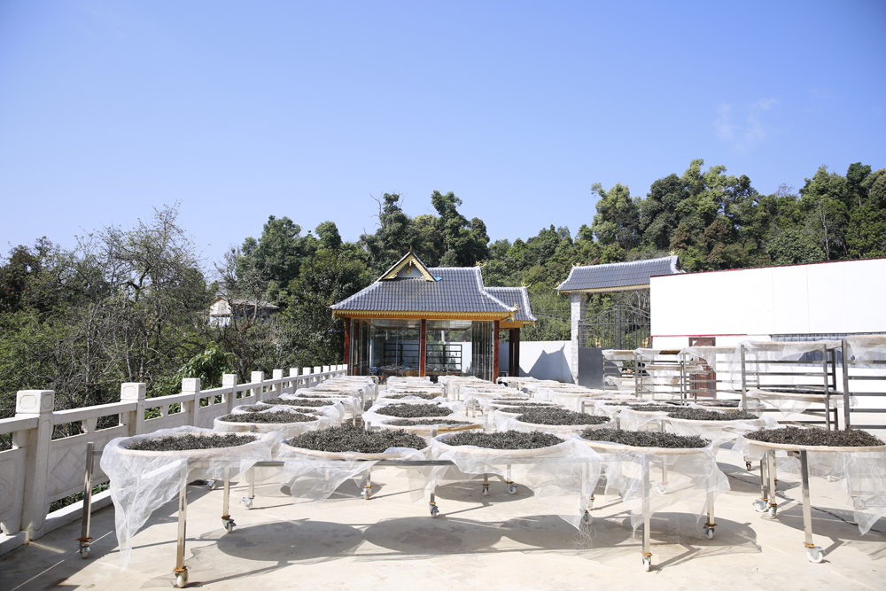 中吉號(hào)老班盆茶廠 中吉號(hào)老班盆茶廠