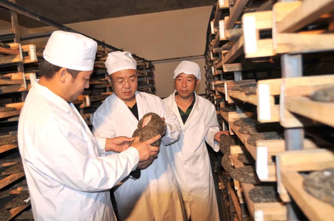 中吉號(hào)老班章東莞?jìng)}儲(chǔ)