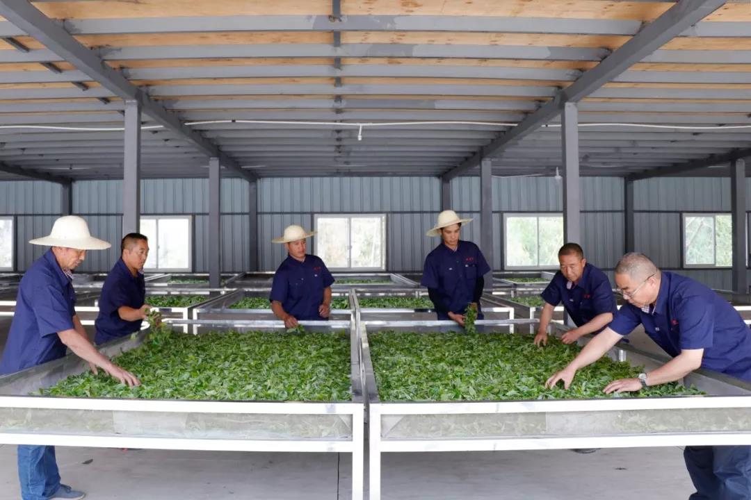 中吉號老班章 中吉號老班章