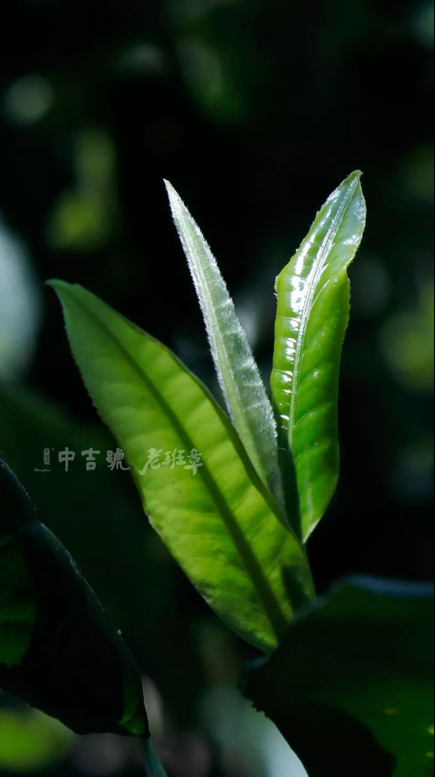 老班章普洱茶